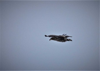 White-tailed Eagle 網走市 Thu, 2/22/2024