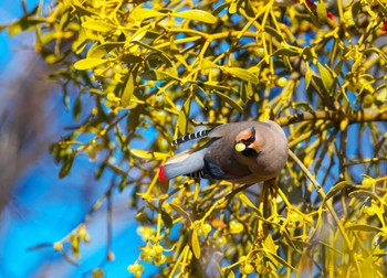 Japanese Waxwing 群馬県 Sat, 2/17/2024