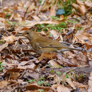 2024年2月17日(土) 京都御苑の野鳥観察記録