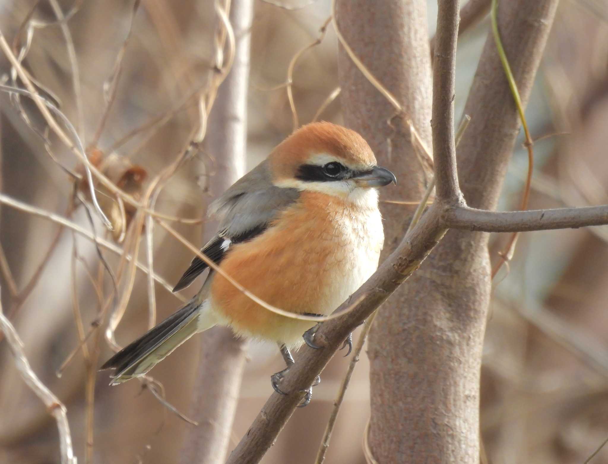 Photo of Bull-headed Shrike at 淀川河川公園 by ゆりかもめ