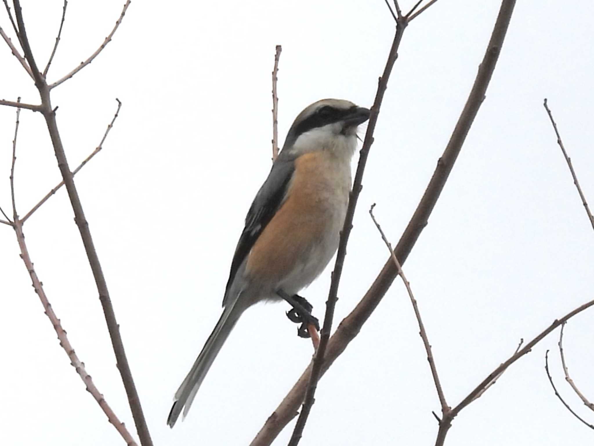 Bull-headed Shrike