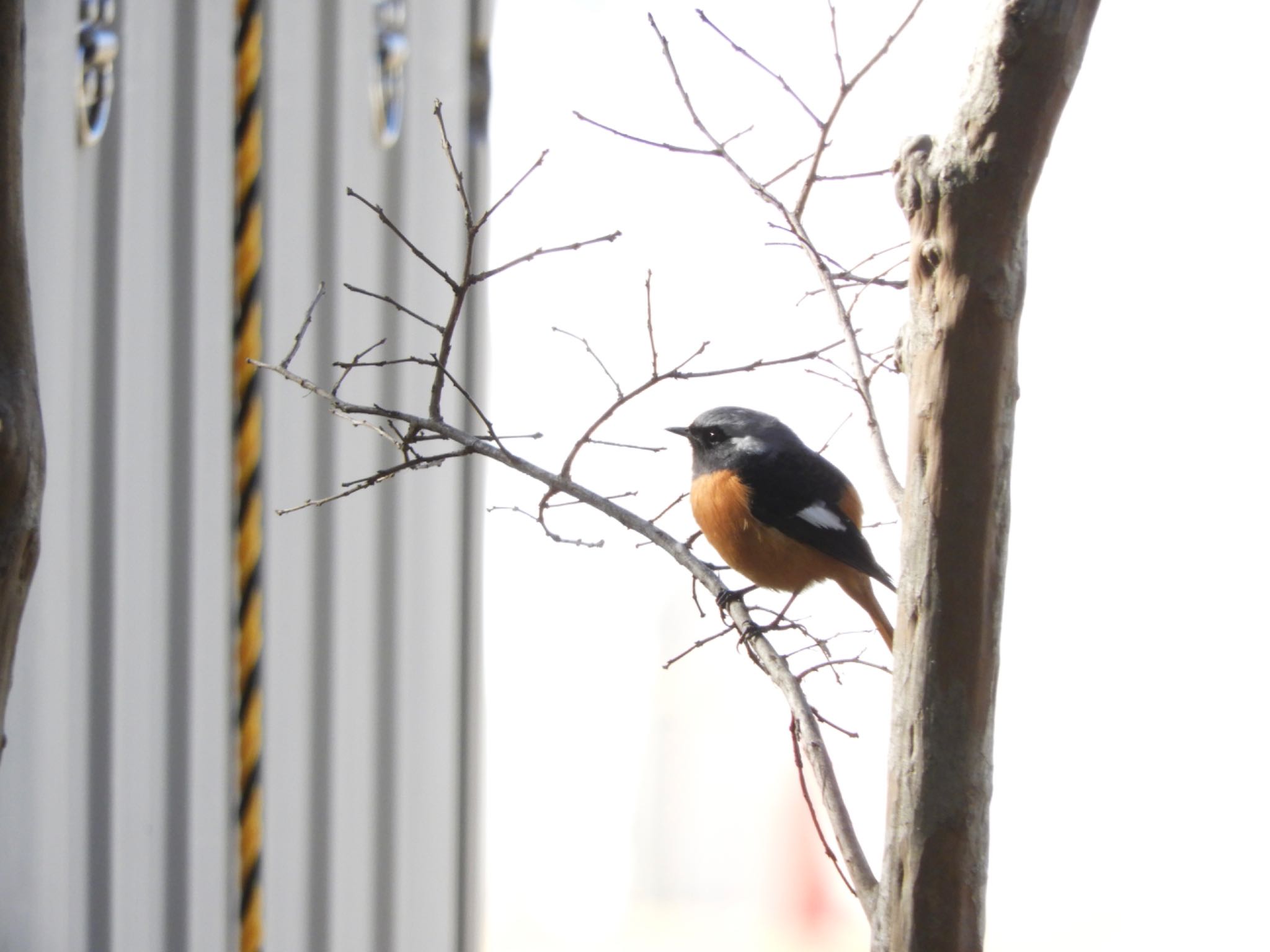 Daurian Redstart