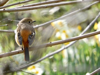 ジョウビタキ 大阪城公園 2024年2月24日(土)