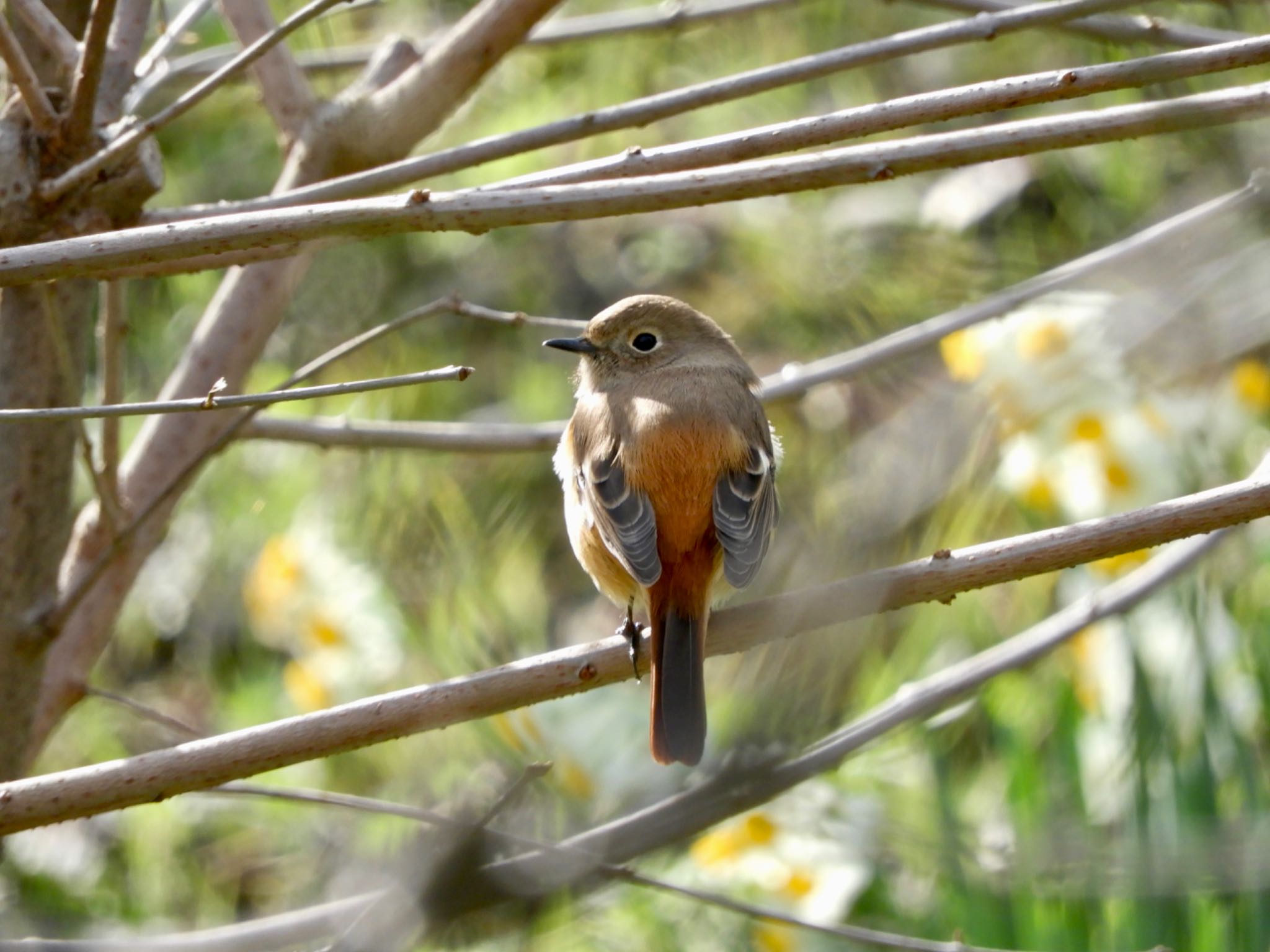 Daurian Redstart