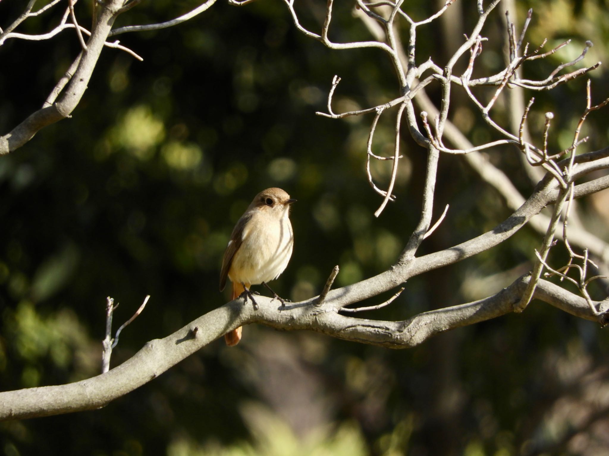 Daurian Redstart