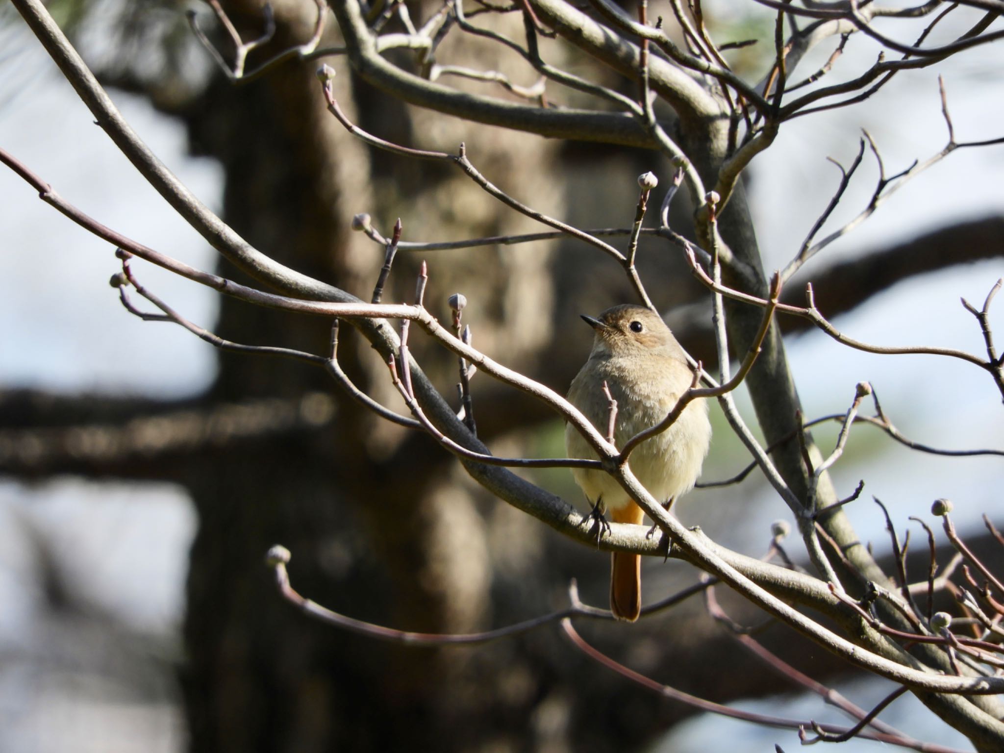 Daurian Redstart