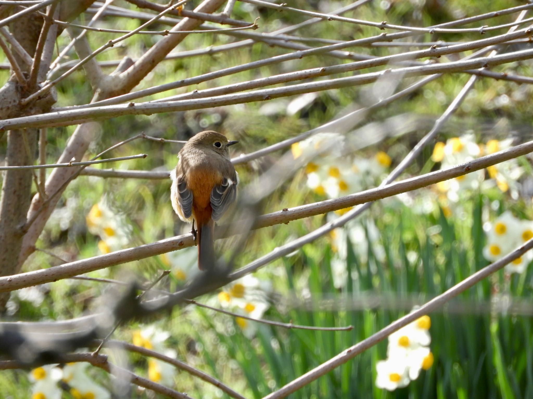 Daurian Redstart