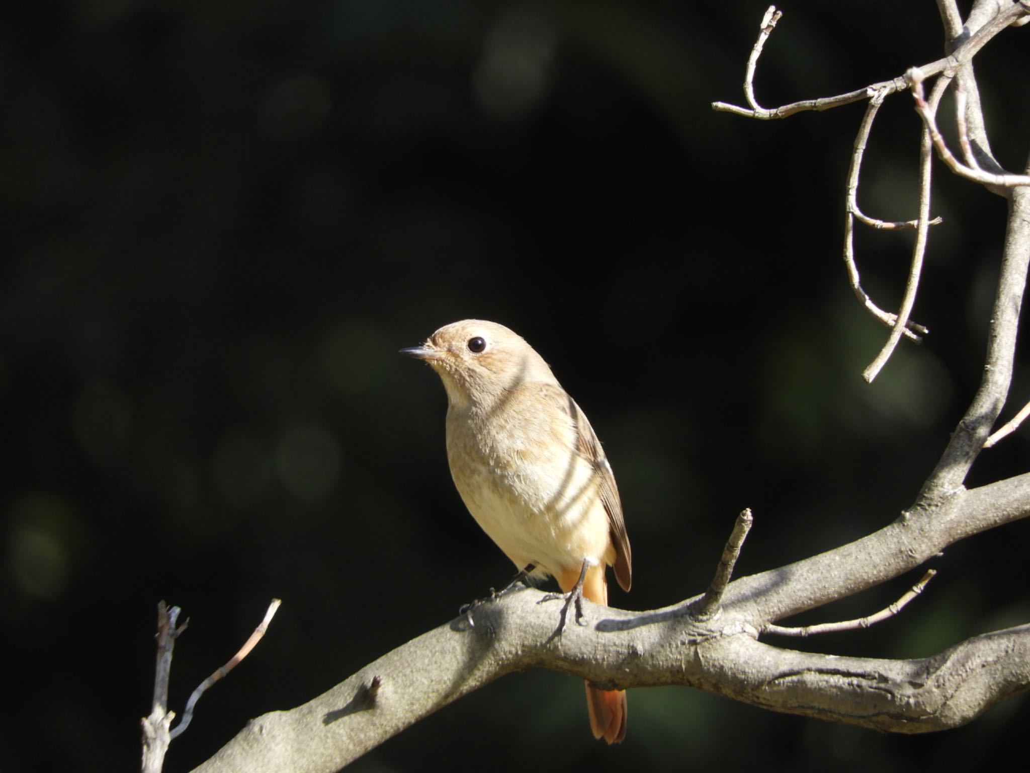 Daurian Redstart