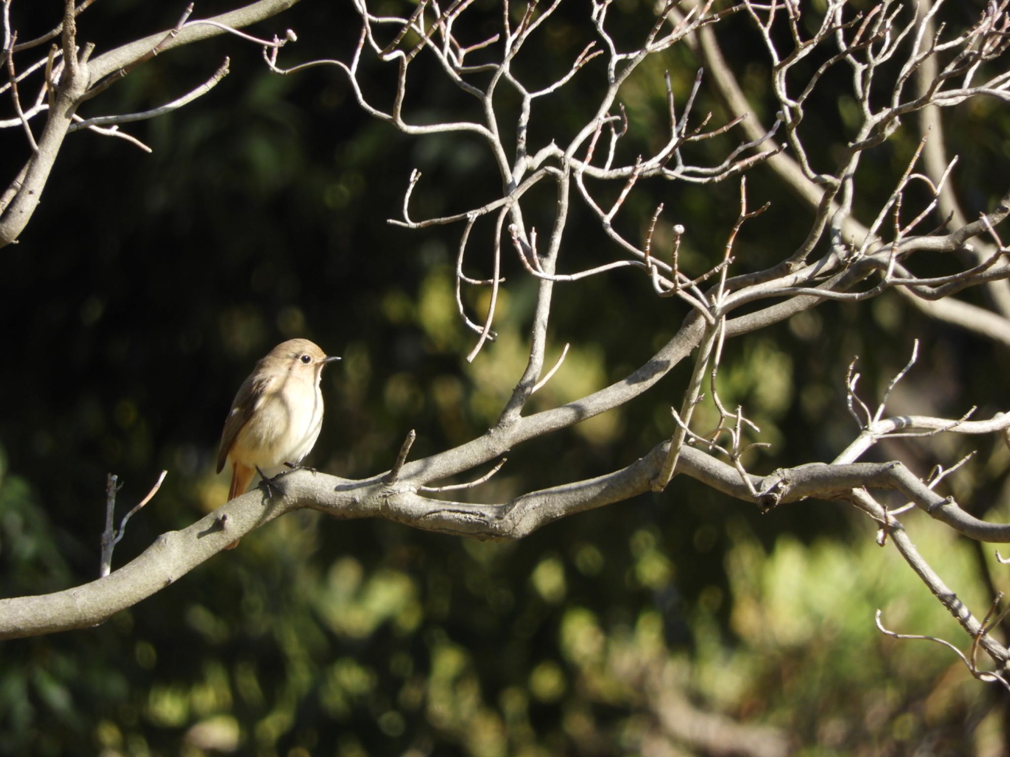 Daurian Redstart