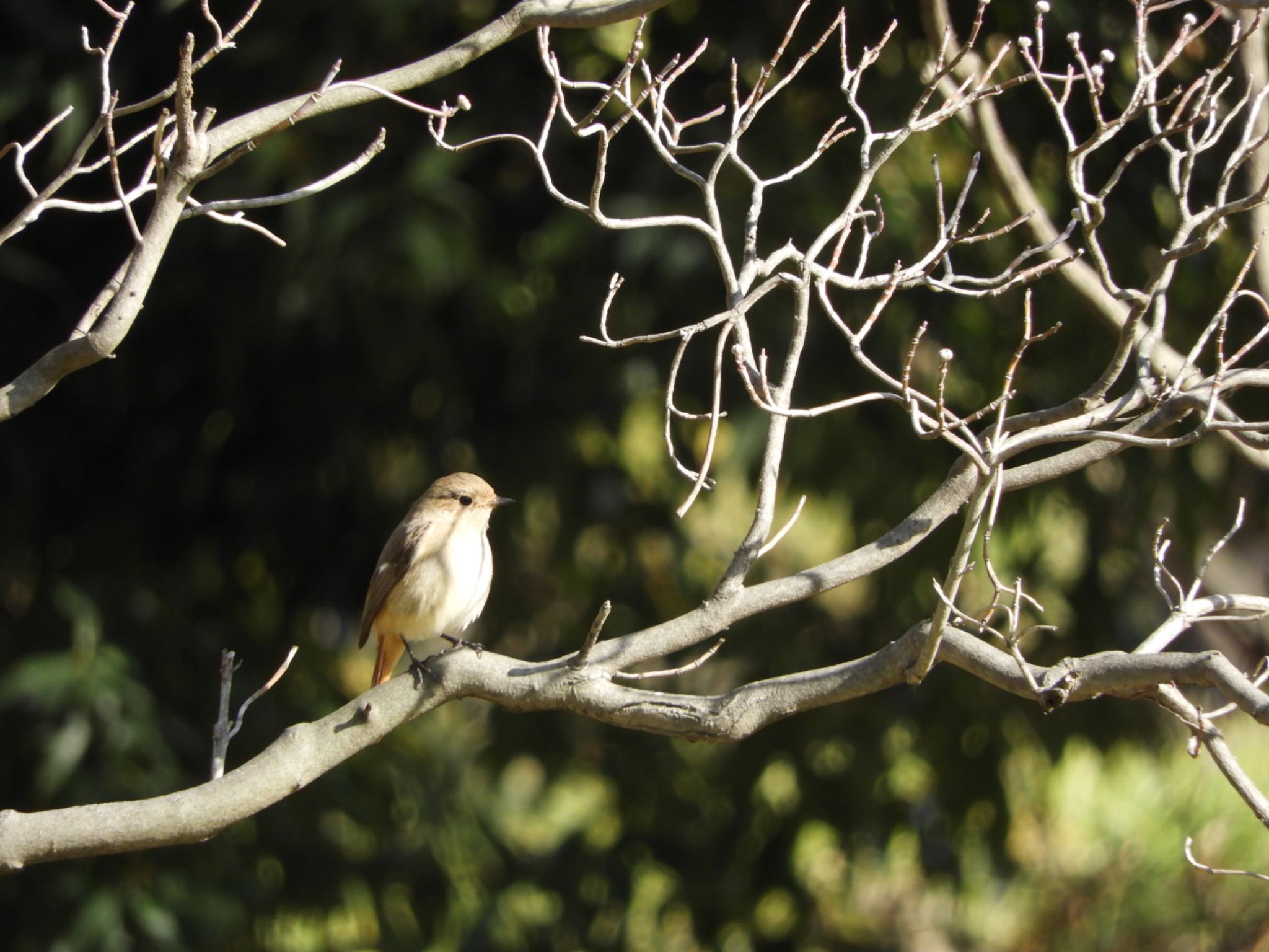 Daurian Redstart