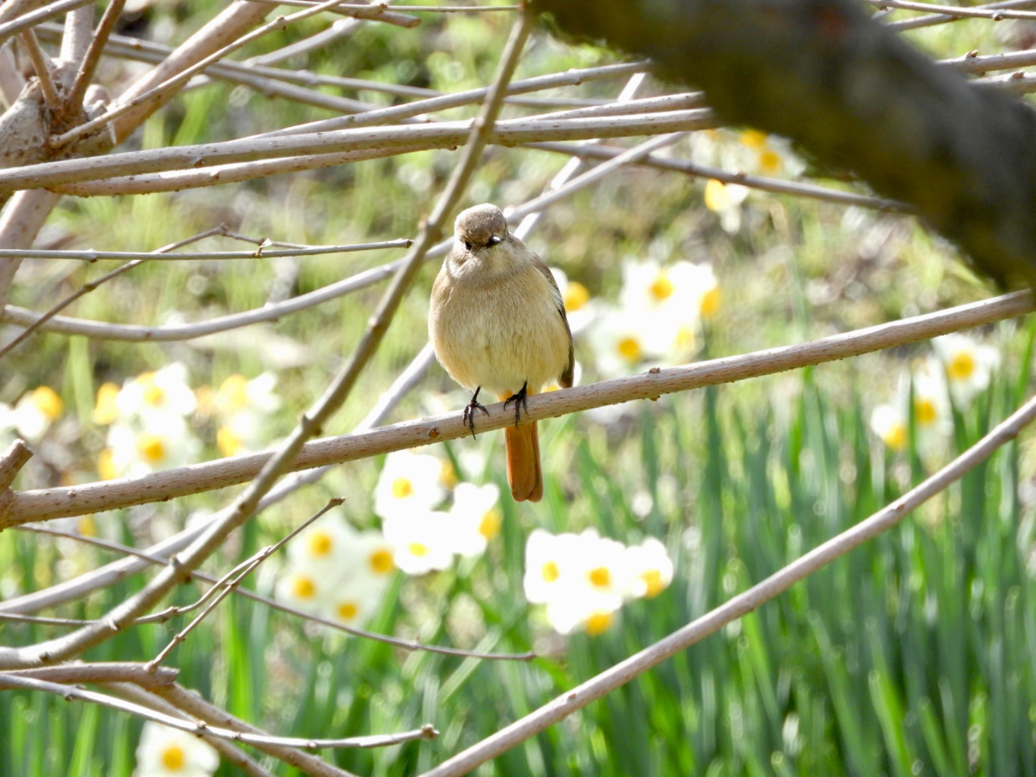 Daurian Redstart