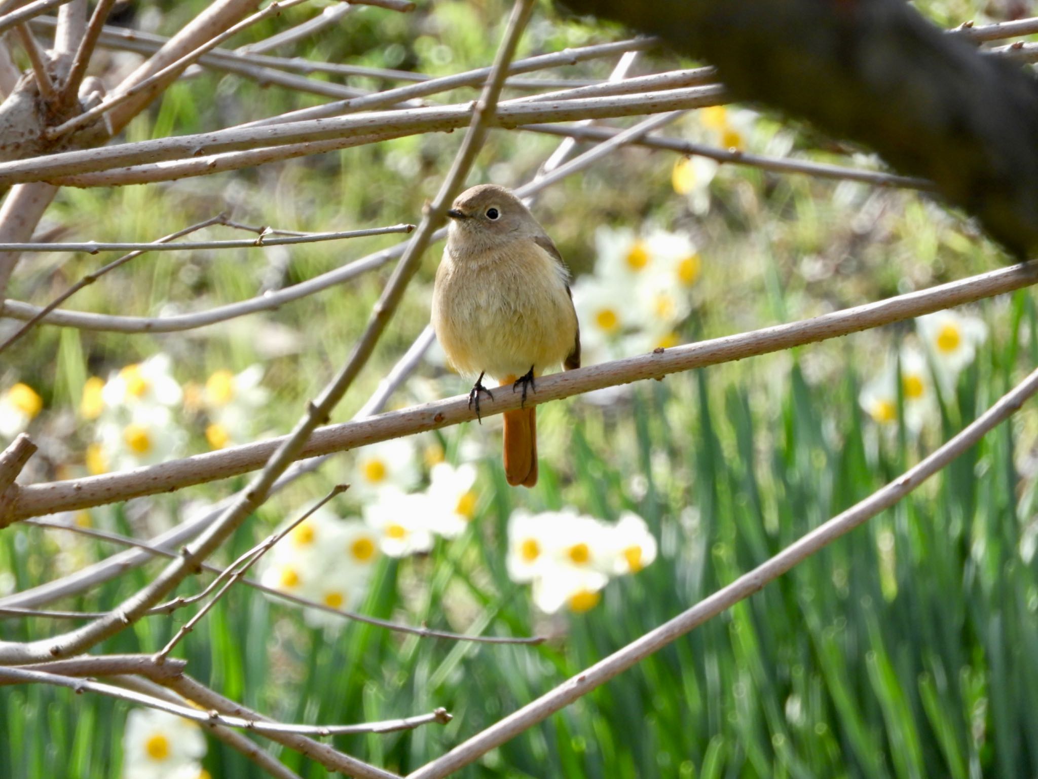 Daurian Redstart