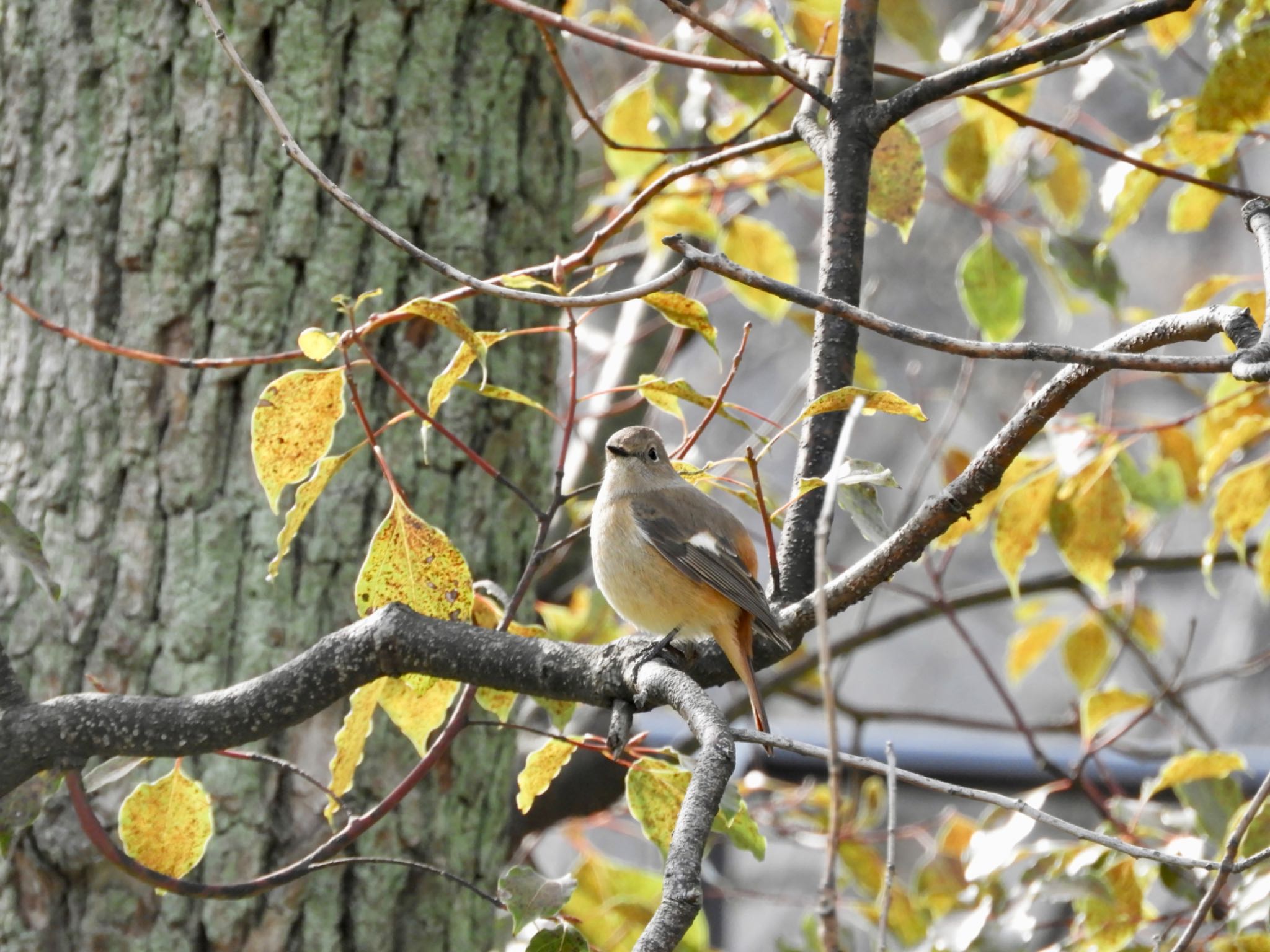 Daurian Redstart