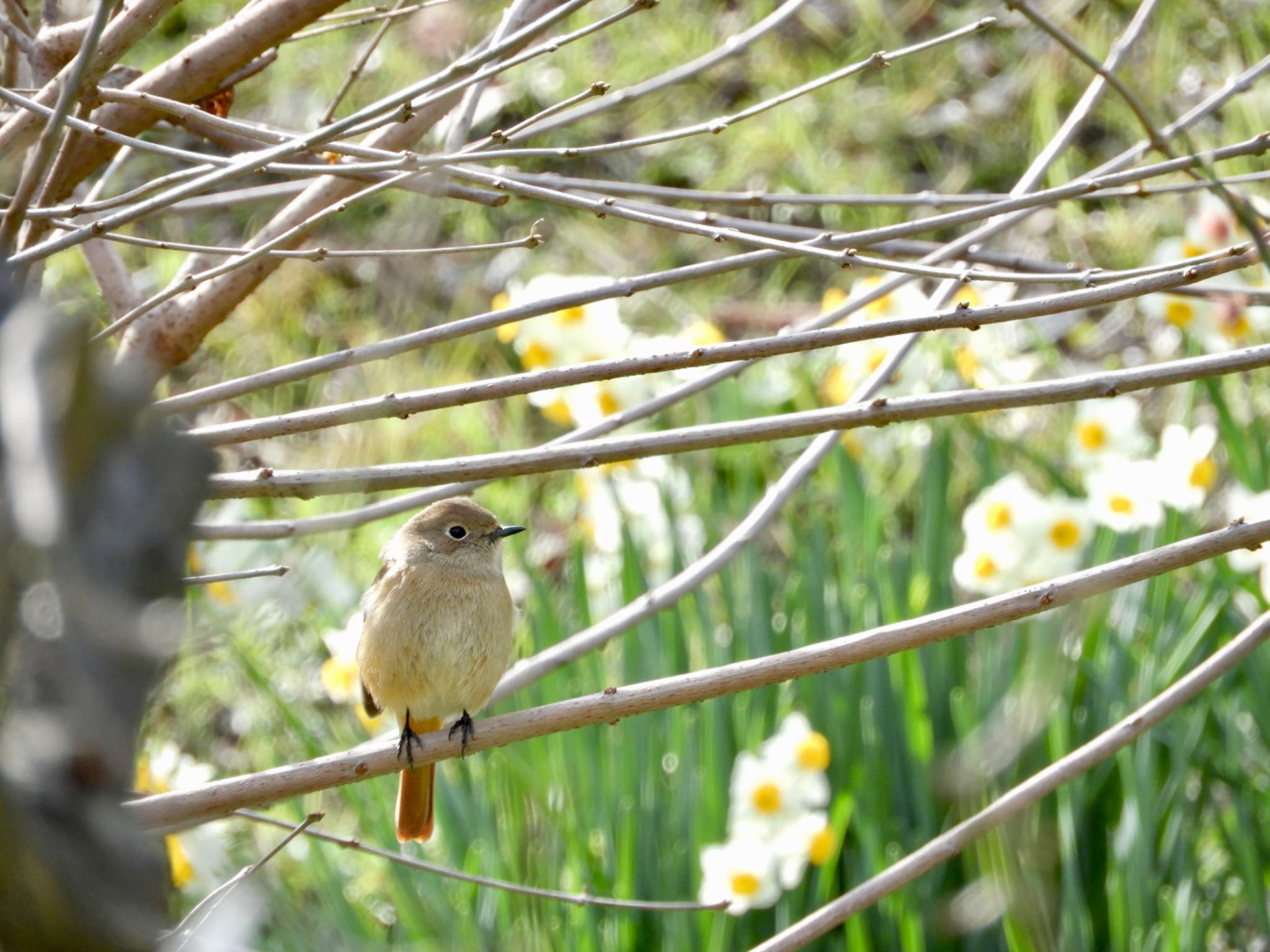 Daurian Redstart