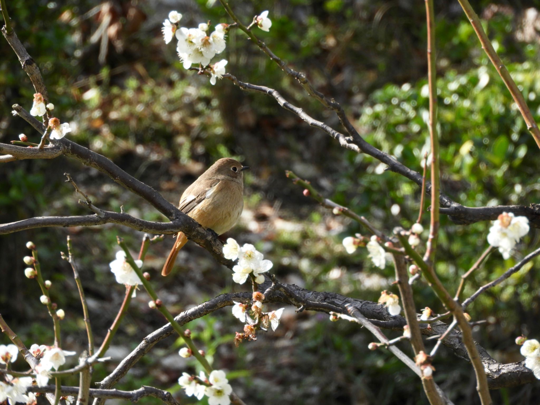 Daurian Redstart