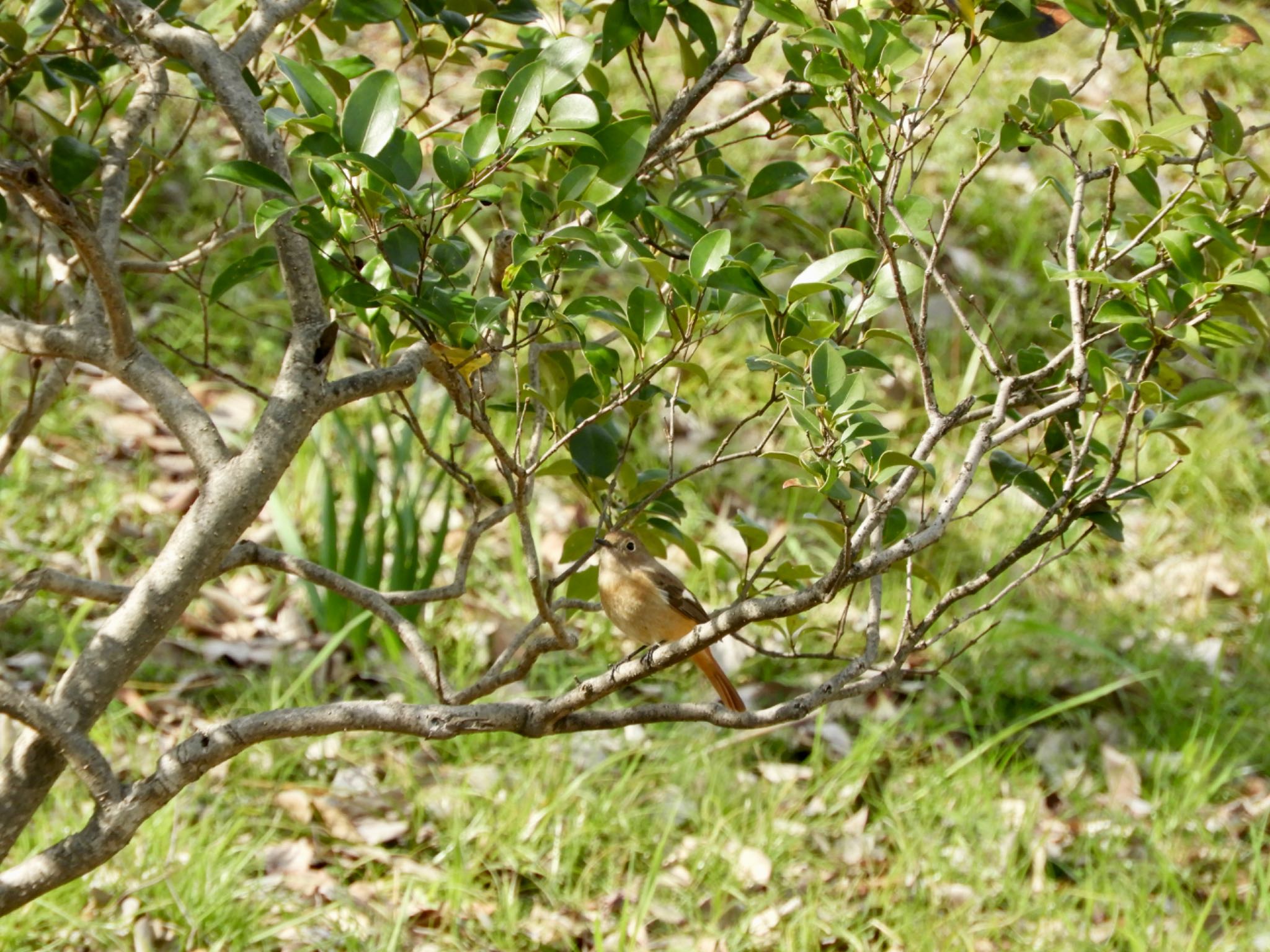 Daurian Redstart