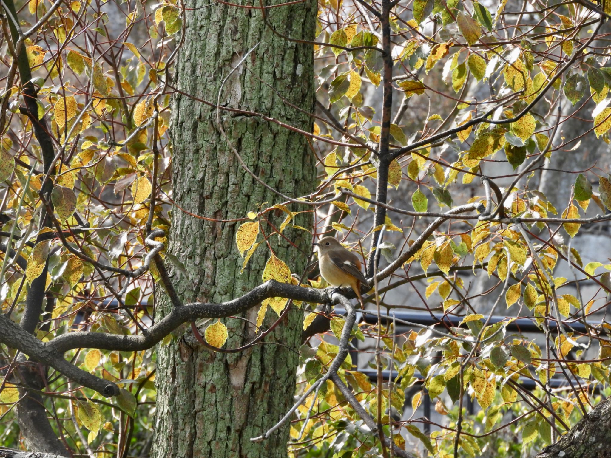 Daurian Redstart