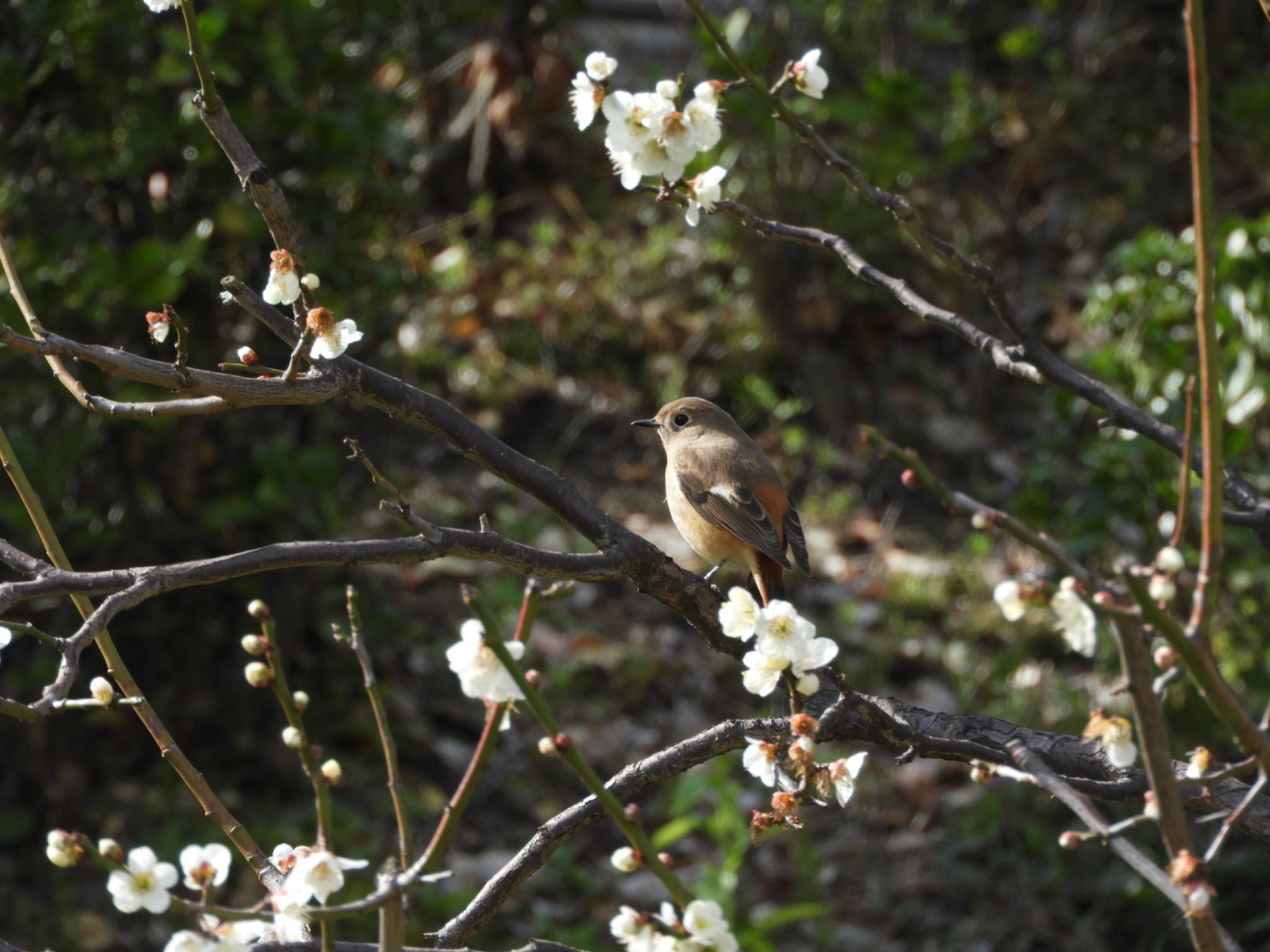 Daurian Redstart