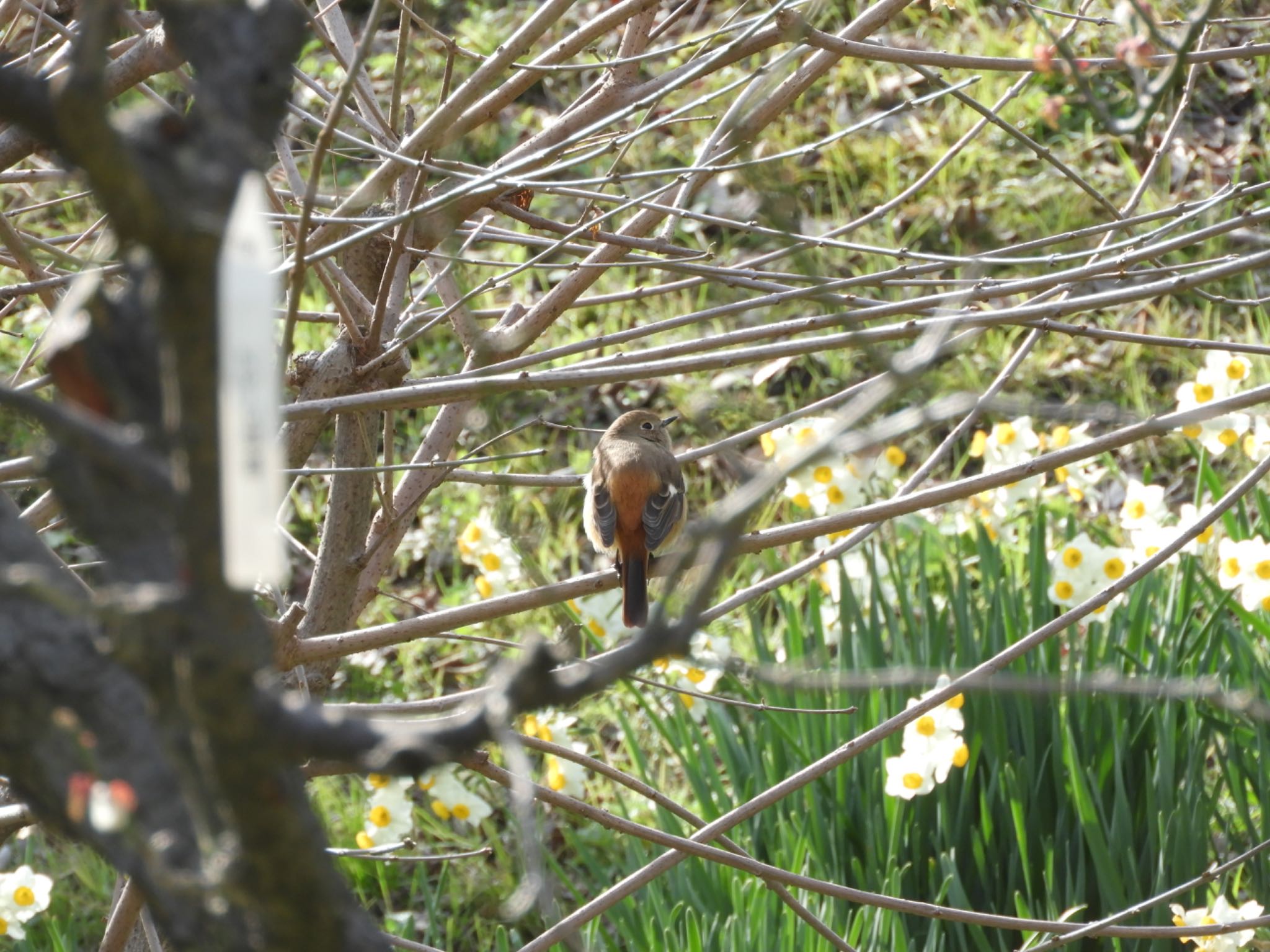 Daurian Redstart