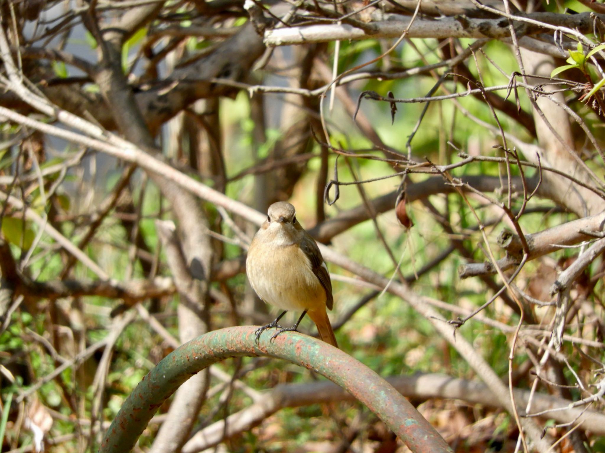 Daurian Redstart