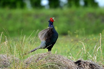 Green Pheasant 加木屋緑地 Thu, 6/21/2018