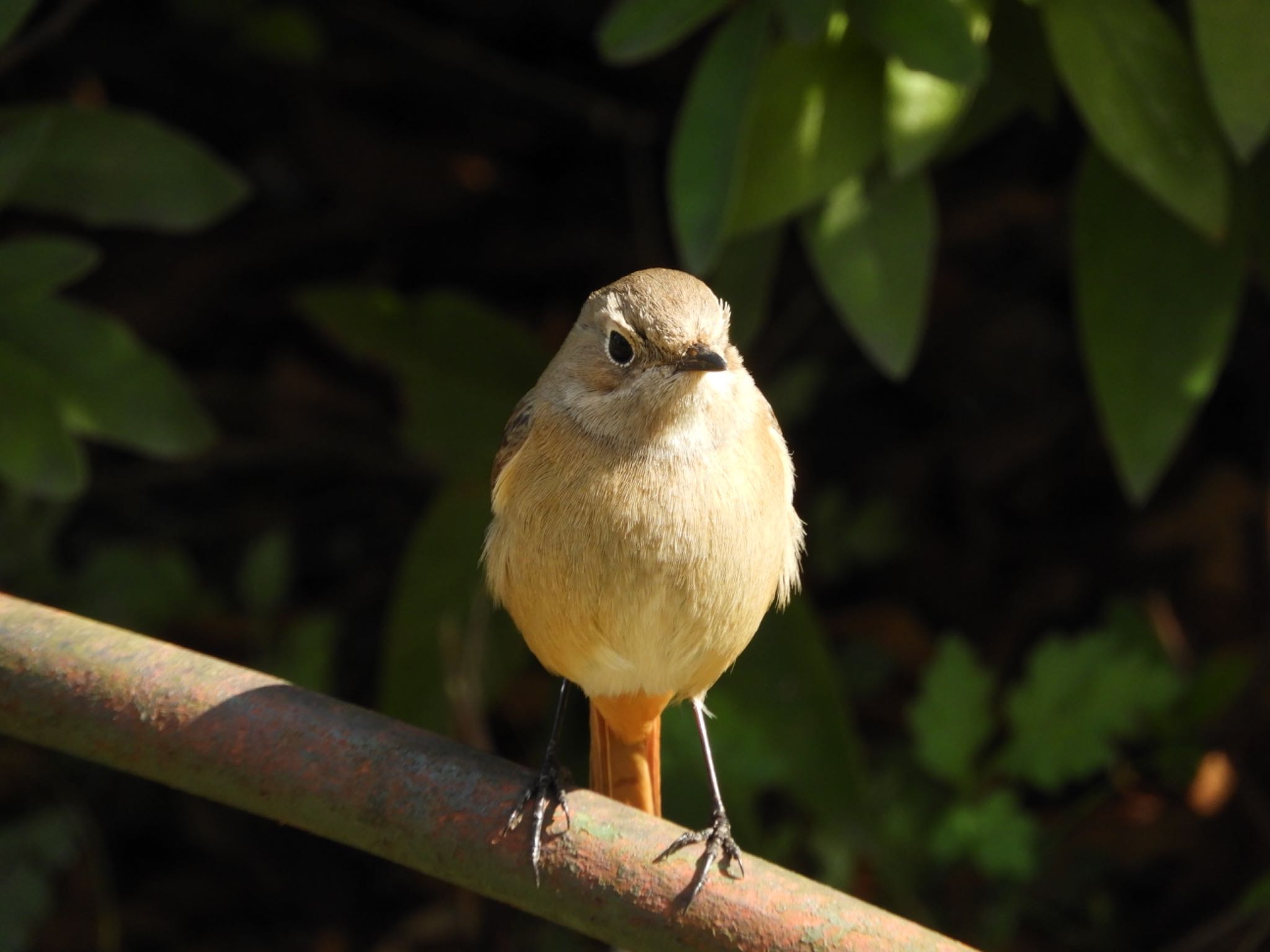 Daurian Redstart