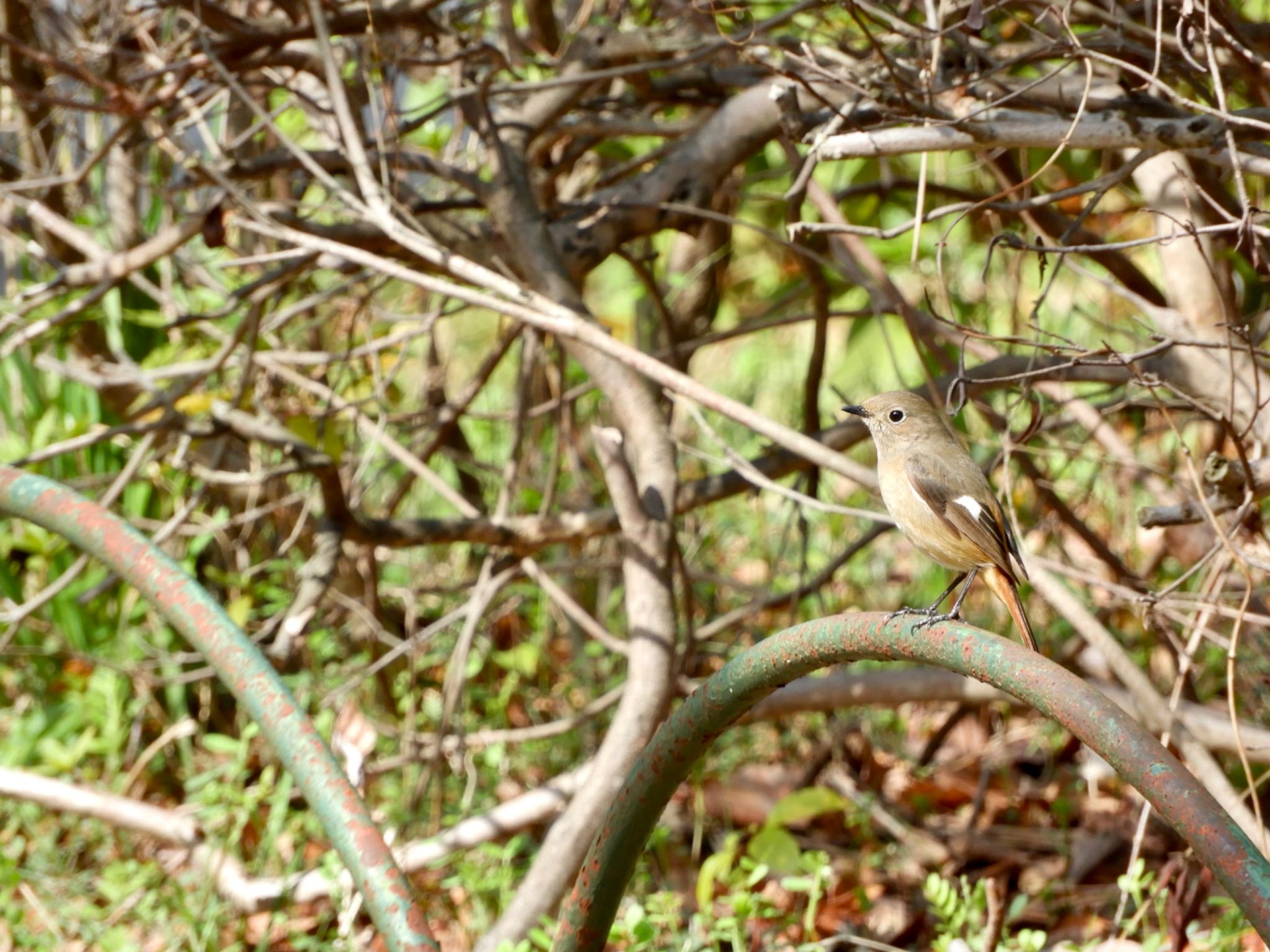 Daurian Redstart