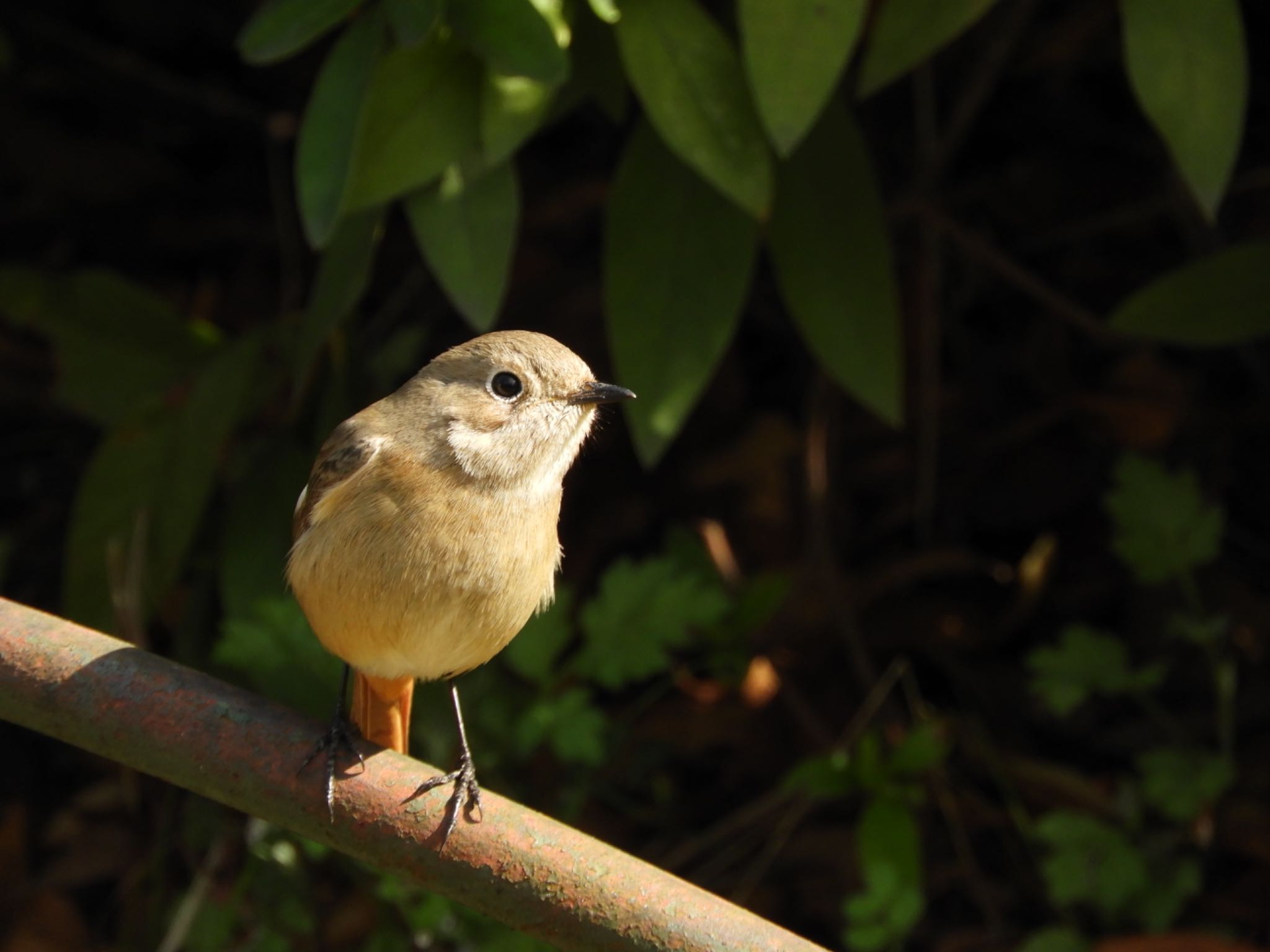 Daurian Redstart