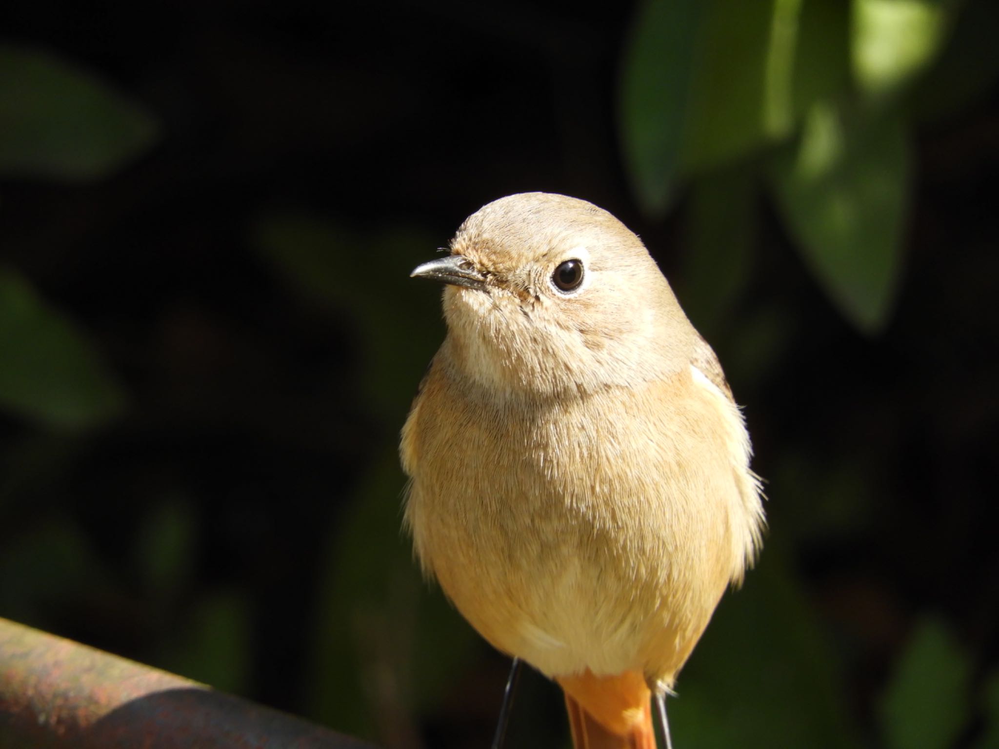 Daurian Redstart