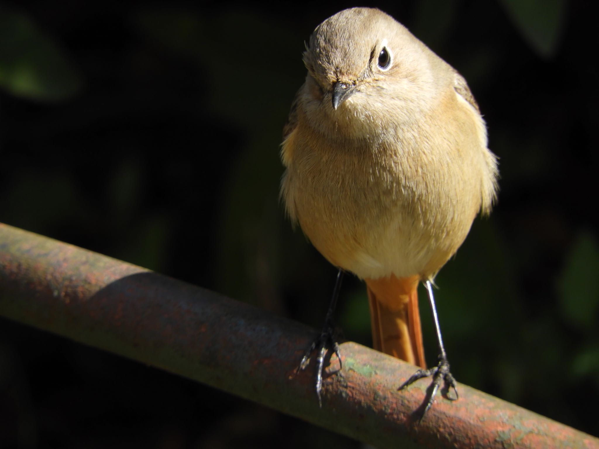 Daurian Redstart