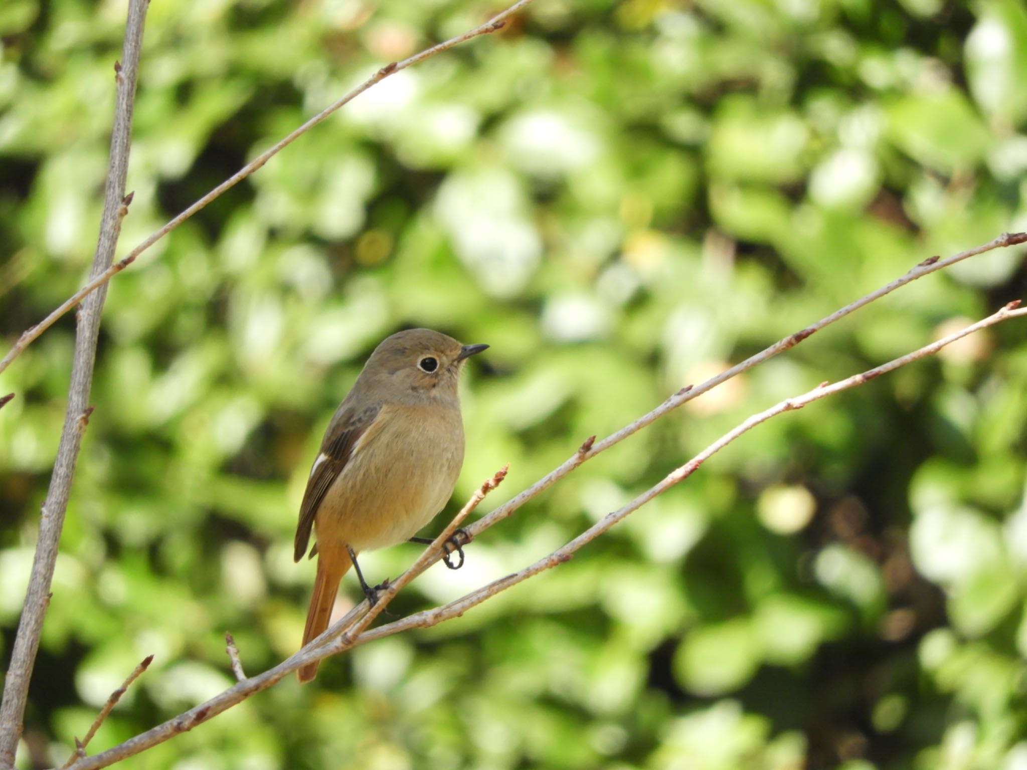 Daurian Redstart