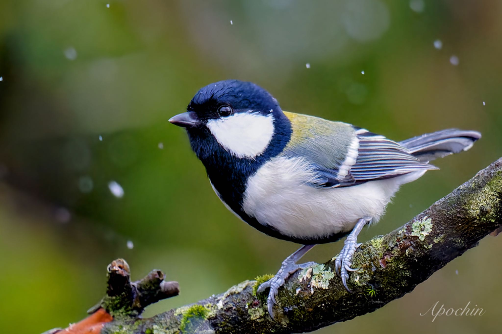 Photo of Japanese Tit at 西湖野鳥の森公園 by アポちん