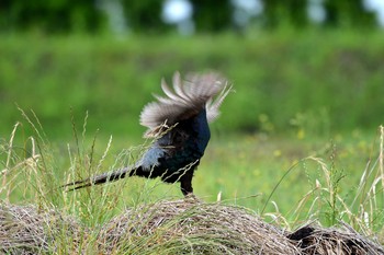 Green Pheasant 加木屋緑地 Thu, 6/21/2018