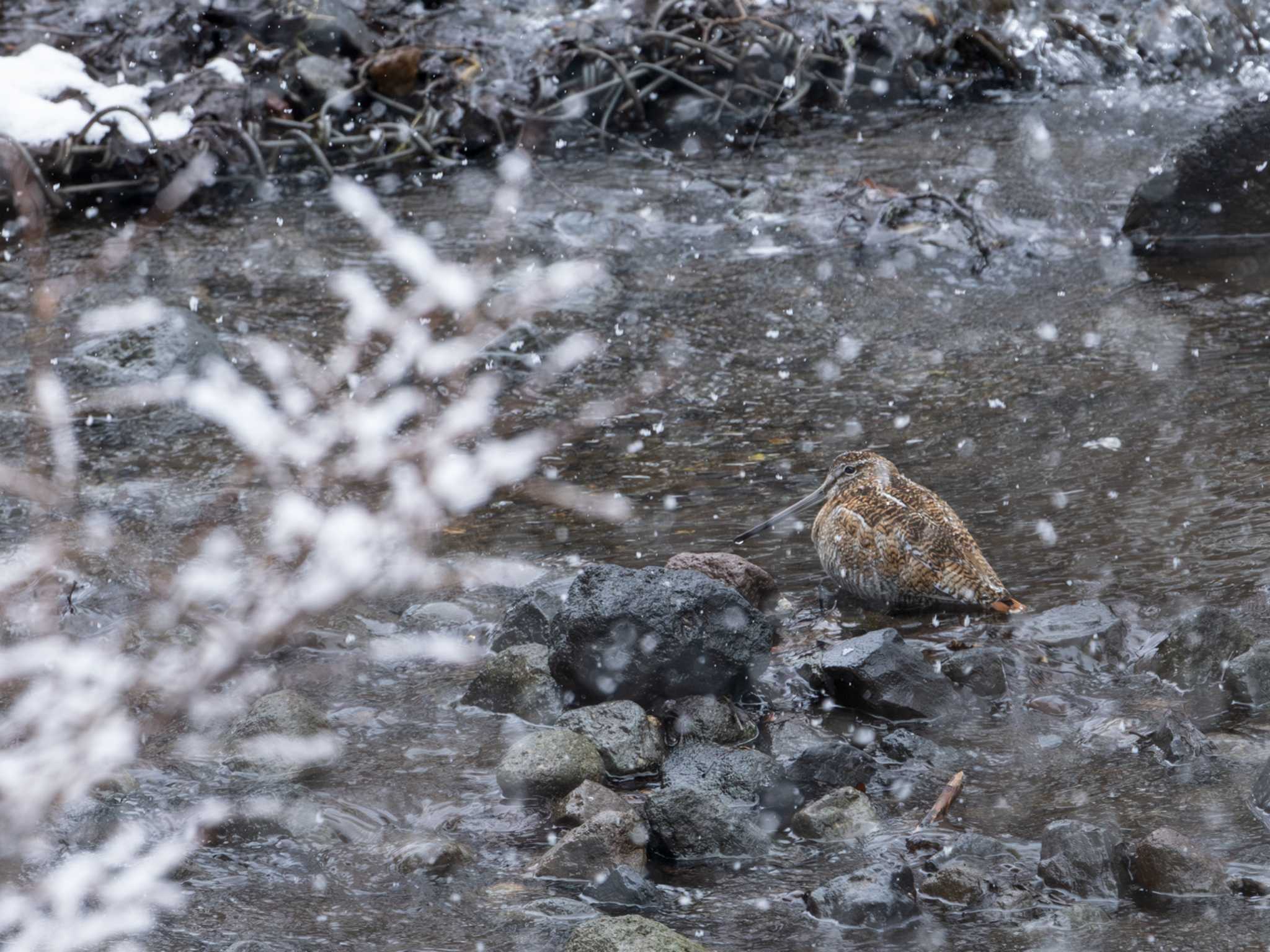 Photo of Solitary Snipe at 奥日光 by ふなきち