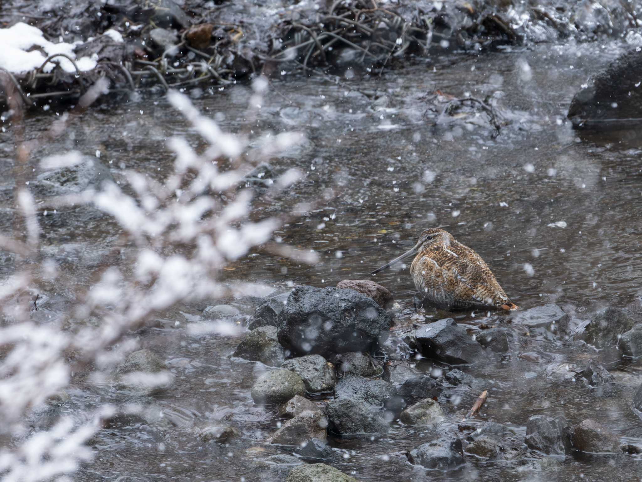 Solitary Snipe