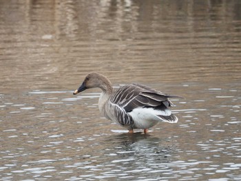 Taiga Bean Goose 境川遊水地公園 Sat, 2/17/2024