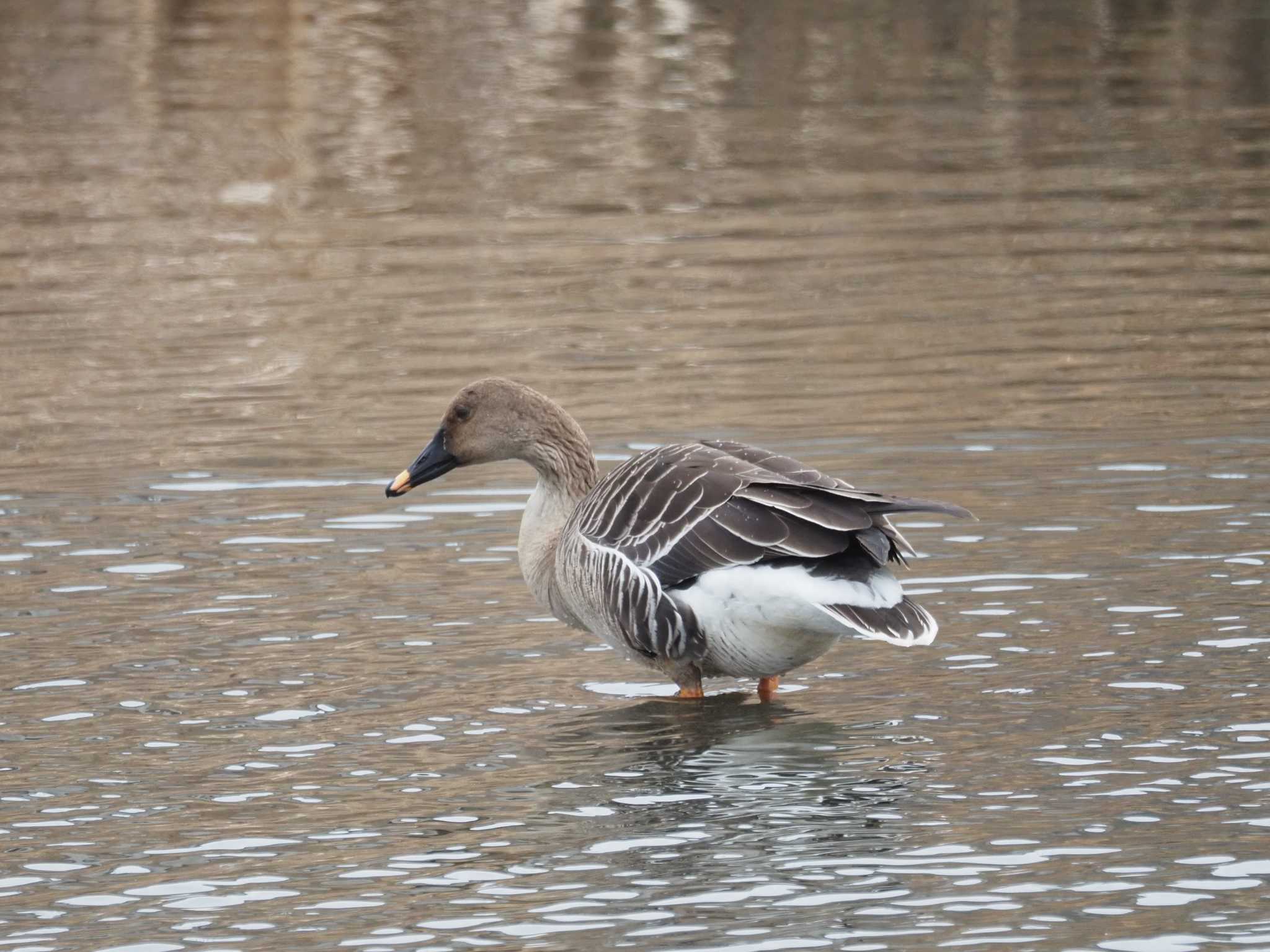 Photo of Taiga Bean Goose at 境川遊水地公園 by とみた