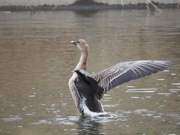 Taiga Bean Goose 境川遊水地公園 Sat, 2/17/2024