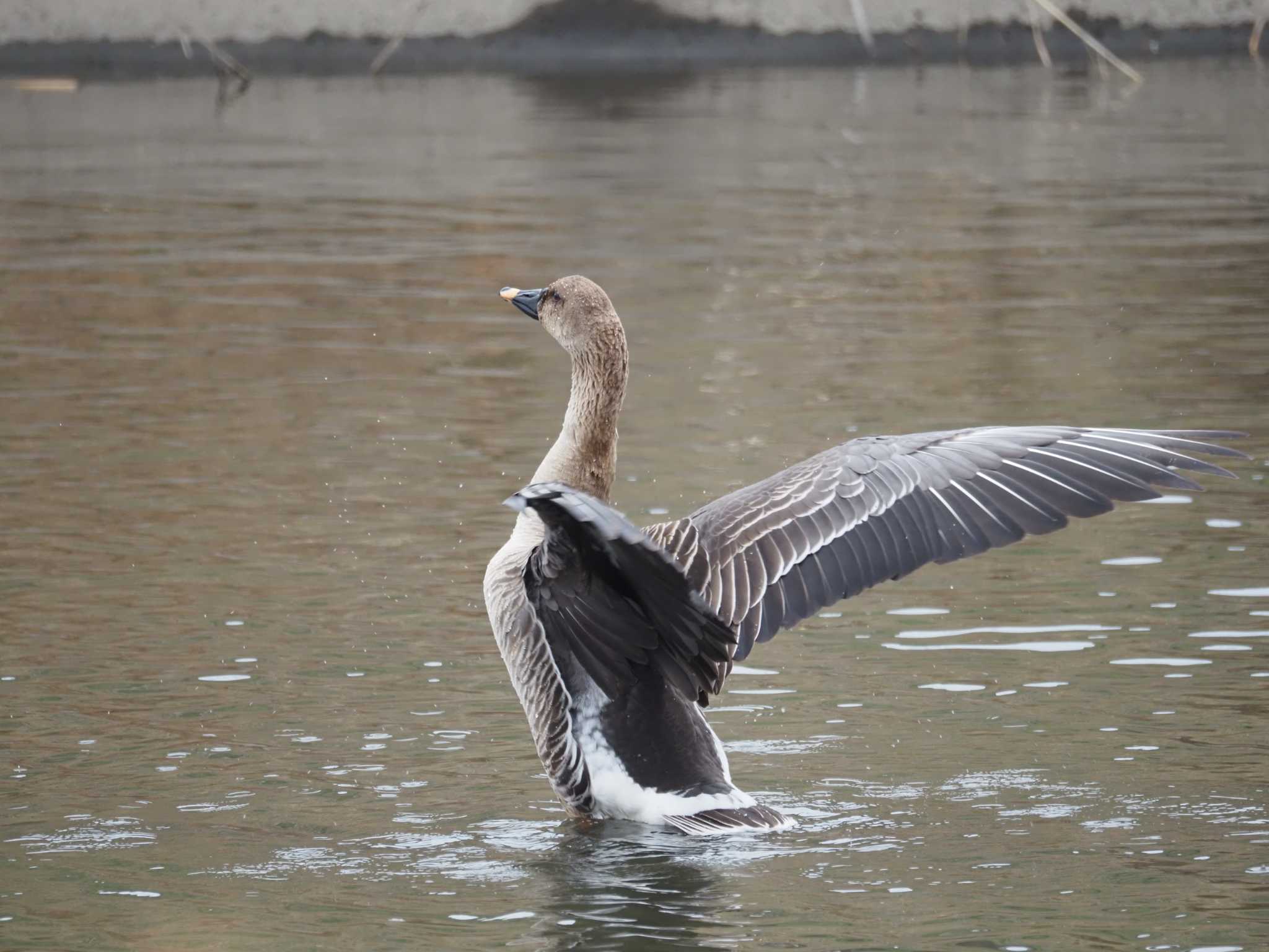 Photo of Taiga Bean Goose at 境川遊水地公園 by とみた