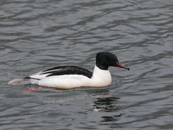 Common Merganser 奥日光 Fri, 2/23/2024