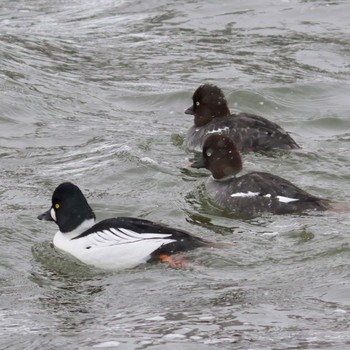 Common Goldeneye Suwako Lake Fri, 2/23/2024