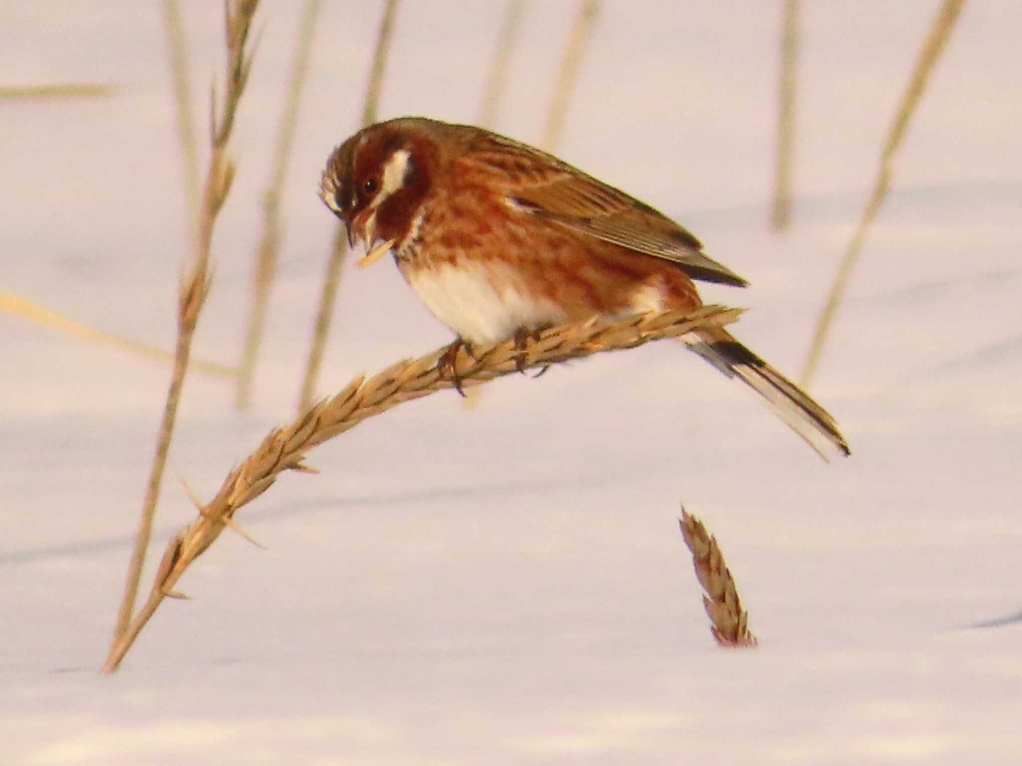 Photo of Pine Bunting at 鵡川河口 by ゆ