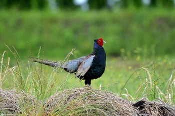 Green Pheasant 加木屋緑地 Thu, 6/21/2018