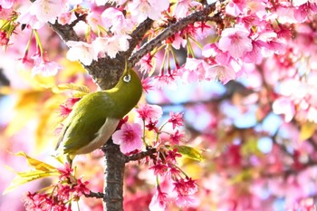 メジロ 東京都 2024年2月24日(土)