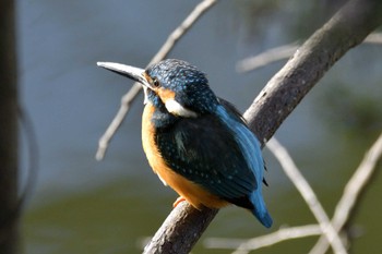 Common Kingfisher 愛知県豊田市やつばいけ Sat, 2/24/2024