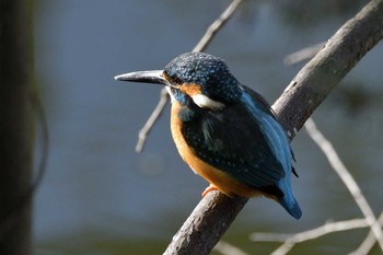 Common Kingfisher 愛知県豊田市やつば池 Sat, 2/24/2024