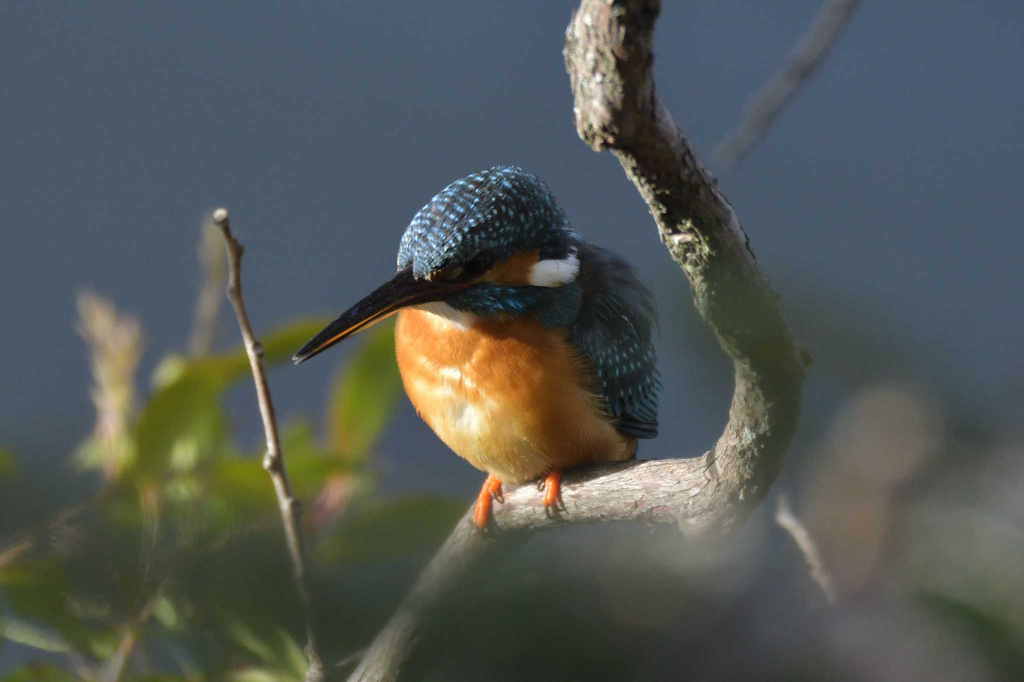 Common Kingfisher