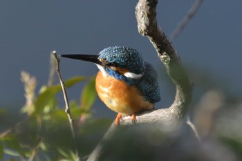 Common Kingfisher 愛知県豊田市やつば池 Sat, 2/24/2024