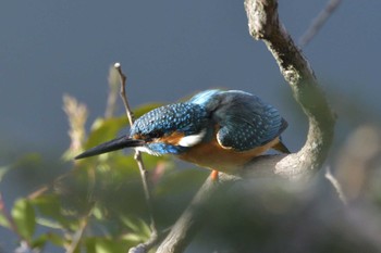 Common Kingfisher 愛知県豊田市やつば池 Sat, 2/24/2024