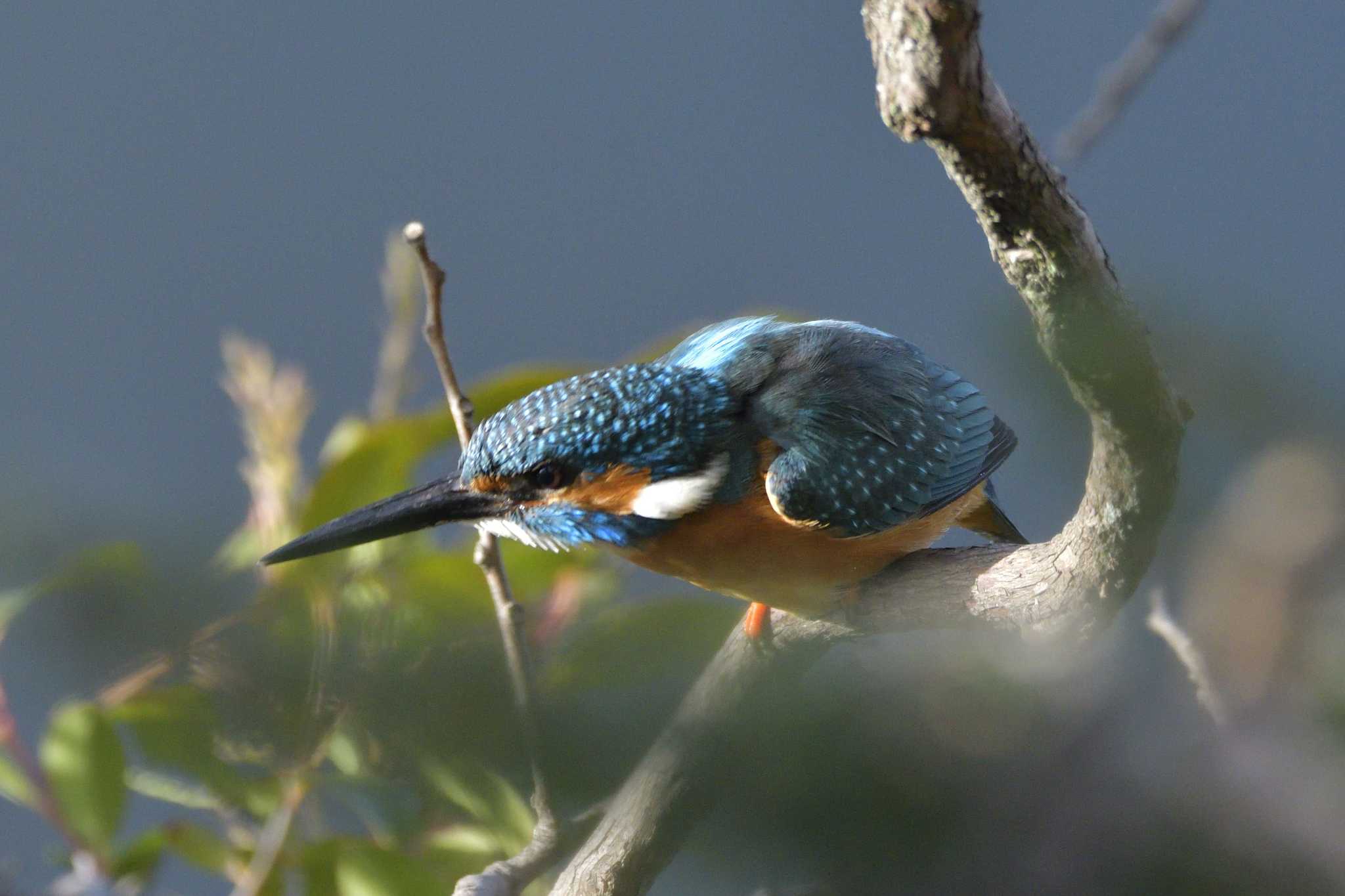 Common Kingfisher